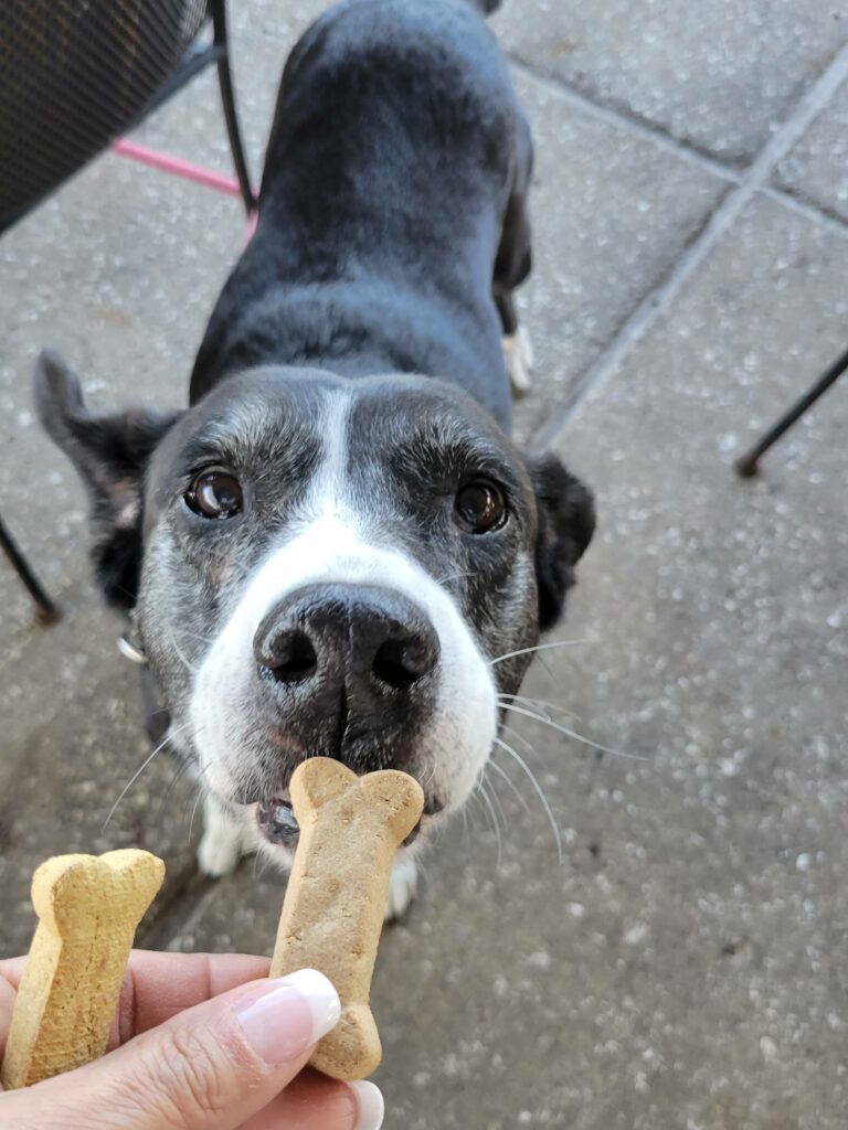 Happy dog eating treats