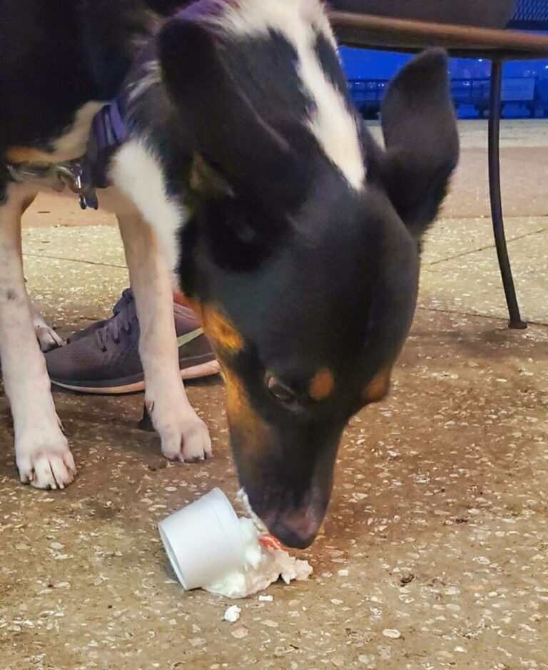 Happy dog eating puppy food
